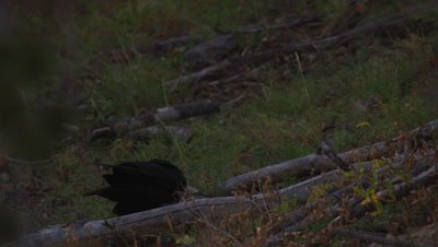 Raven scavenges on whitebark pine seeds scattered across a forest floor. Bird picks up a cone and hops away from camera.  Med.