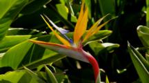 Bird-Of-Paradise Plants In Bloom