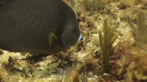 Gray Angelfish Feeding On Reef