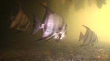 Atlantic Spadefish Swimming In Mangrove Root Cave