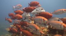 Bigeyes Shoaling On 2 Mile Reef Sodwana Bay