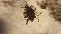 Juvenile Rockmover Wrasse Mimicking Drifting Seaweed
