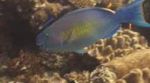 Ember Parrotfish Feeding With Bluestreak Cleaner Wrasse Drifting Over Coral