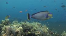 Bignose Unicornfish Above Reef
