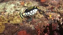 Beautiful Clown Triggerfish Swims Over Reef