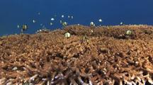 Damselfish On Coral Reef