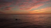 Bottlenose Dolphins On Surface (Sunset)