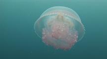 Moon Jellyfish Pulsating Though Water