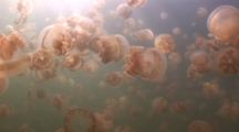 Thousands Of Jellyfish 