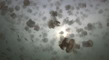 Thousands Of Jellyfish 