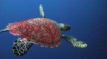 View From Behind Of Beautiful Hawksbill Turtle 