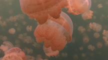 Huge Jellyfish Swarm