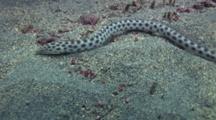 Tiger Snake Eel Forages Over Sand Bottom