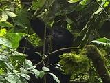 Mountain Gorilla Pulls At A Leaf