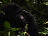 Blackback Mountain Gorilla Scratching His Brow 