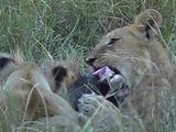 Lions Fight On A Kill