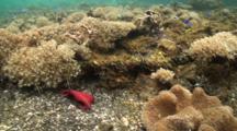 Banggai Cardinalfish With 2 Different Anemone Track Shot