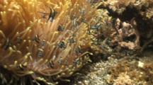 Banggai Cardinalfish Pan To Anemone Track Shot Close Up
