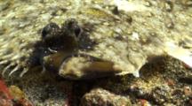 Three Eyed Flounder Resting Camouflaged Rolling Eyes Close Up