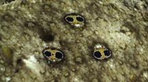 Three Eyed Flounder Resting Close Up Of Spots (3 Eyes)