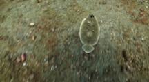 Three Eyed Flounder Travel Over Sand High Angle