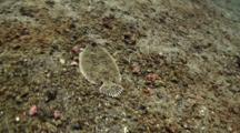 Three Eyed Flounder Travel Over Sand High Angle Long Shot