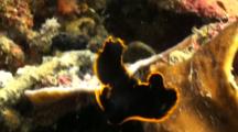 Juvenile Pinnate Batfish Close Up Travel Shot