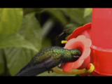 Hummingbirds Drink From A Feeder.