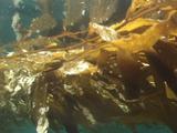Kelp At Water Surface