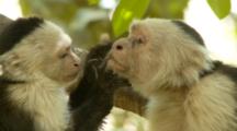 Juvenile Capuchin Monkey Groom Adult Male Monkey On Mouth