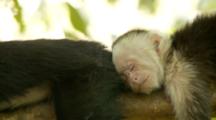 Baby Capuchin Monkey Sleeps On Limb