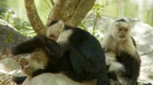 Alpha Male Capuchin Monkey Groomed By Two Females While Nursing A Baby