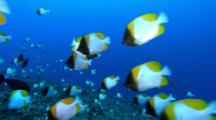 School Of Pyramid Butterflyfish On Reef