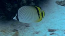 Pair Of Vagabond Butterflyfish Feeds On Reef
