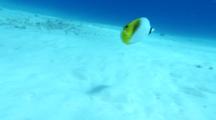 Pair Of Threadfin Butterflyfish Swims Over Sand Bottom