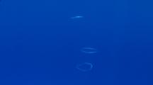 Bubble Rings Float Up Towards The Surface, Blue Water