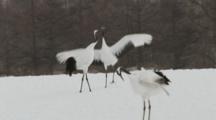 Cranes Perform Courtship Dance In Kushiro, Hokkaido, Japan