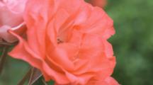 Close Up Rose Blooms