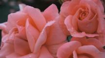 Close Up Rose Blooms