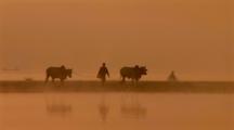 Farmer Walking With Two Water Buffaloes Past Steaming Lake