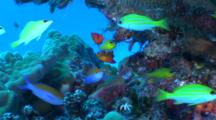 Colorful Reef Fish Including Flame Angel On Reef