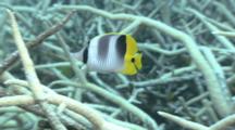 Double Saddle Butterflyfish Swims Around Reef