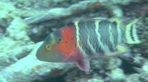 Scarlet-Breasted Maori Wrasse Swims Around Reef