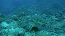Sea Turtle Feeds While Lying On Reef