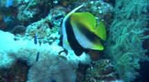 Masked Bannerfish On Reef
