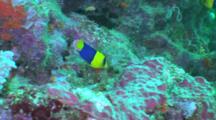 Bicolor Angelfish Swims Around Reef