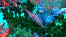 Longnose Hawkfish Moves Around Green Tubastrea Coral