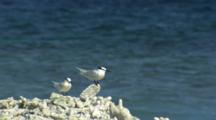 Black-naped Terns On Coral Rubble Shore