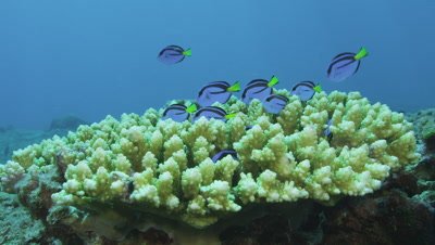 Palette surgeonfish hiding in coral