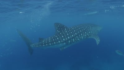 Whale shark in Oslob, Cebu, Philippines
